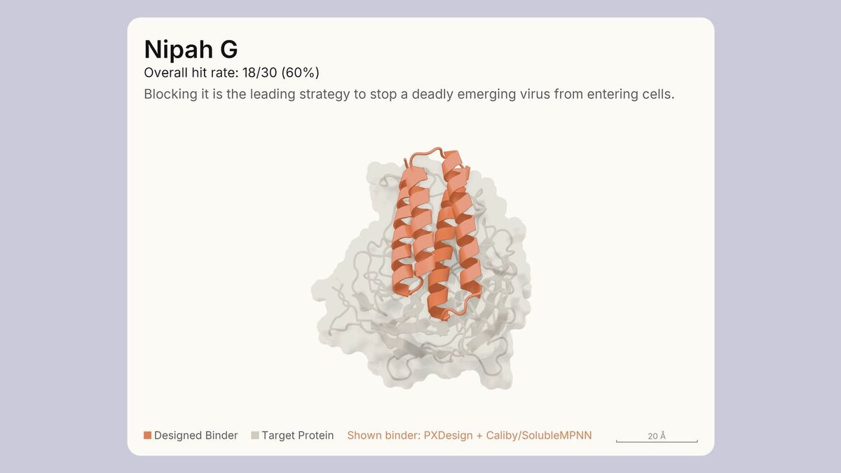 Anthropic figure card for the Nipah G target, showing an orange two-helix designed binder docked against a pale grey target protein surface, labelled with a 20 angstrom scale bar.