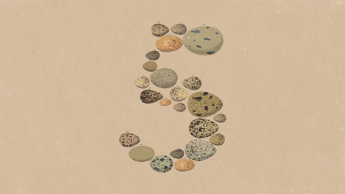 Anthropic's Claude Opus 5 announcement artwork: a large numeral 5 formed from an arrangement of vintage speckled bird-egg illustrations on a cream background.