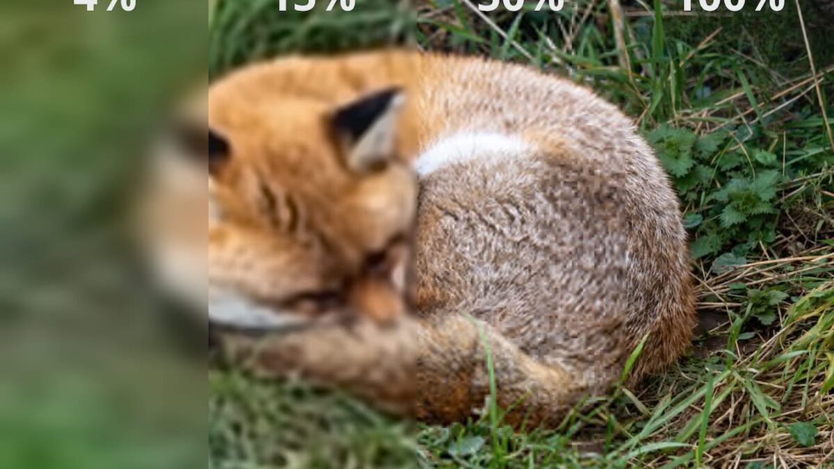 The same photo of a curled-up red fox shown in four vertical slices, blurry at 4% downloaded and sharp at 100%, demonstrating JPEG XL progressive rendering