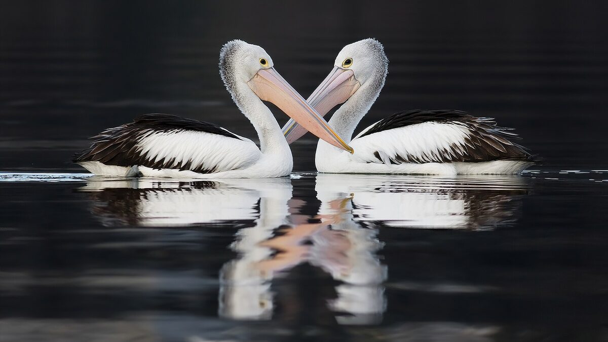 Two pelicans face each other with crossed beaks on dark water, mirrored in the surface, a nod to the informal 'pelican on a bicycle' LLM benchmark